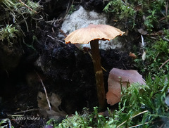 Cortinarius gentilis