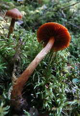 Cortinarius gentilis