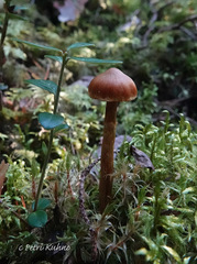 Cortinarius gentilis