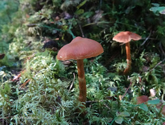 Cortinarius gentilis