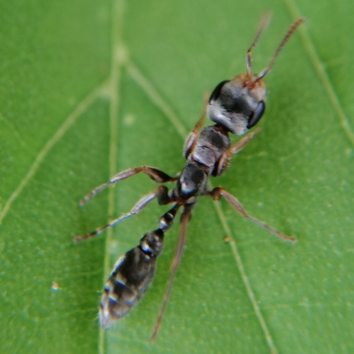 萝莉伪切叶蚁Pseudomyrmex pupa