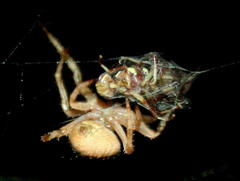 Neoscona penicillipes