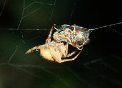 Neoscona penicillipes