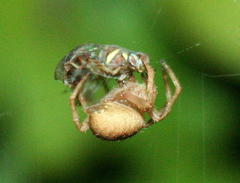 Neoscona penicillipes