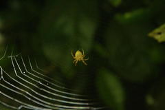 Neoscona penicillipes