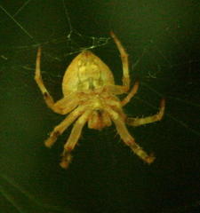 Neoscona penicillipes