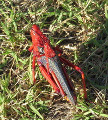 Phymateus morbillosus morbillosus