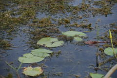 Nymphoides indica