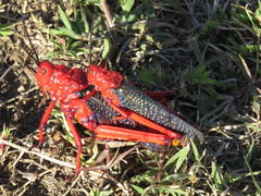 Phymateus morbillosus morbillosus