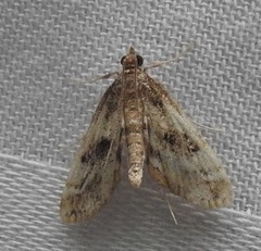 Parapoynx obscuralis