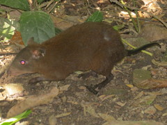 Hypsiprymnodon moschatus