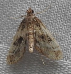 Parapoynx obscuralis