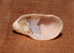 Crepidula porcellana