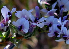 Amphithalea violacea