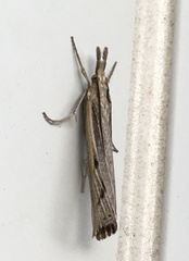 Thaumatopsis pexellus