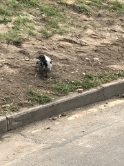Corvus cornix