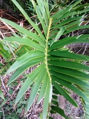 Encephalartos