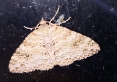 Atopophysa indistincta