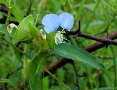Commelina modesta