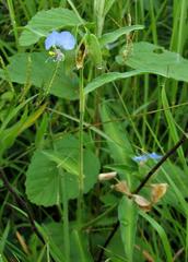 Commelina modesta