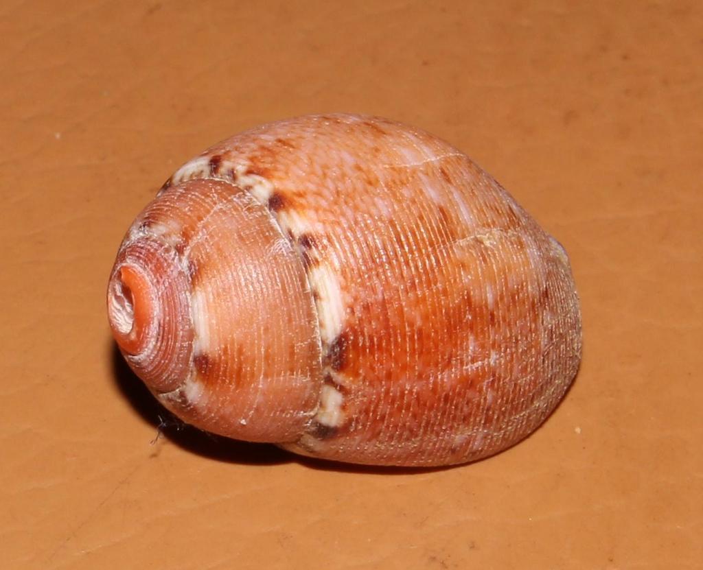 Ventricose Demoulia
