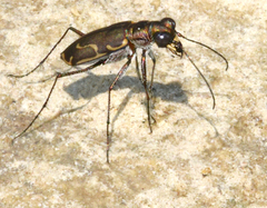 Cicindela tenuisignata