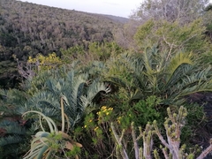 Encephalartos