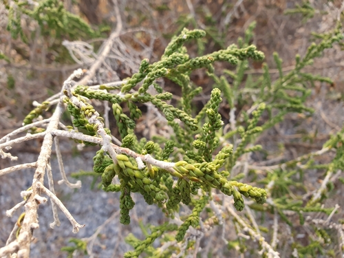 Thymelaeaceae image