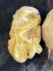 Laetiporus sulphureus