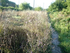 Centaurea stoebe australis