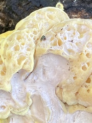 Laetiporus sulphureus