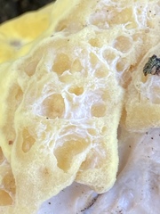 Laetiporus sulphureus