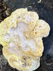 Laetiporus sulphureus