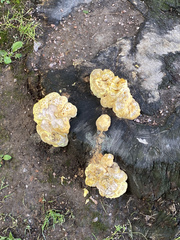 Laetiporus sulphureus
