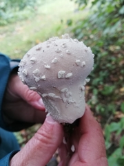 Lycoperdon mammiforme