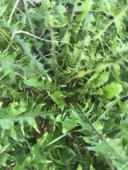 Taraxacum officinale