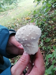 Lycoperdon mammiforme