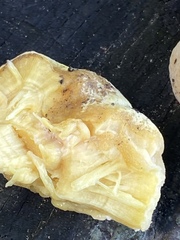 Laetiporus sulphureus