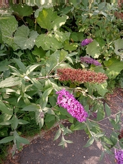 Buddleja davidii