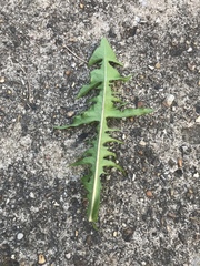 Taraxacum officinale