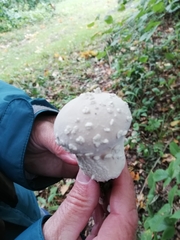 Lycoperdon mammiforme
