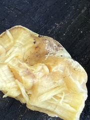 Laetiporus sulphureus