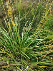 Anthericum ramosum