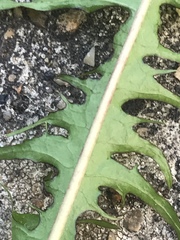 Taraxacum officinale
