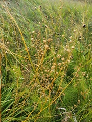 Anthericum ramosum