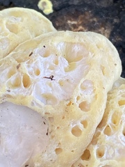 Laetiporus sulphureus