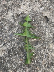 Taraxacum officinale
