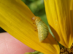 Zygogramma exclamationis