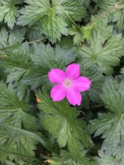 Geranium endressii