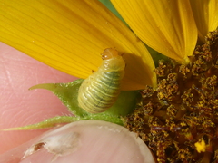 Zygogramma exclamationis